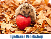Igelhäuser Workshop zum Bau von Winterquartieren (©Foto: istockphoto P.Rzeszutko)